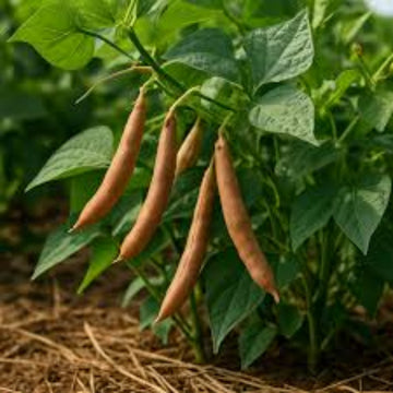 Tepary Bean Seeds – Brown