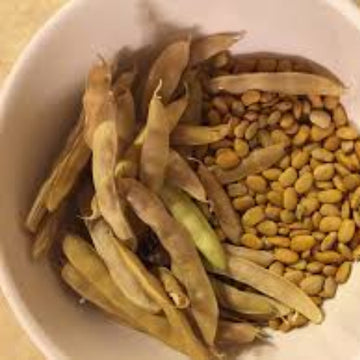 Tepary Bean Seeds – Brown