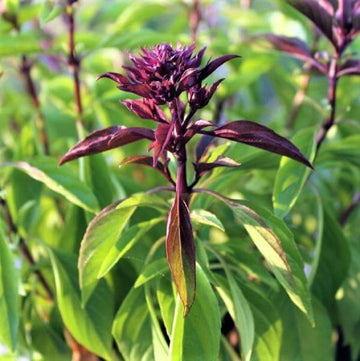 Thai Basil Seeds - Herbal Plant