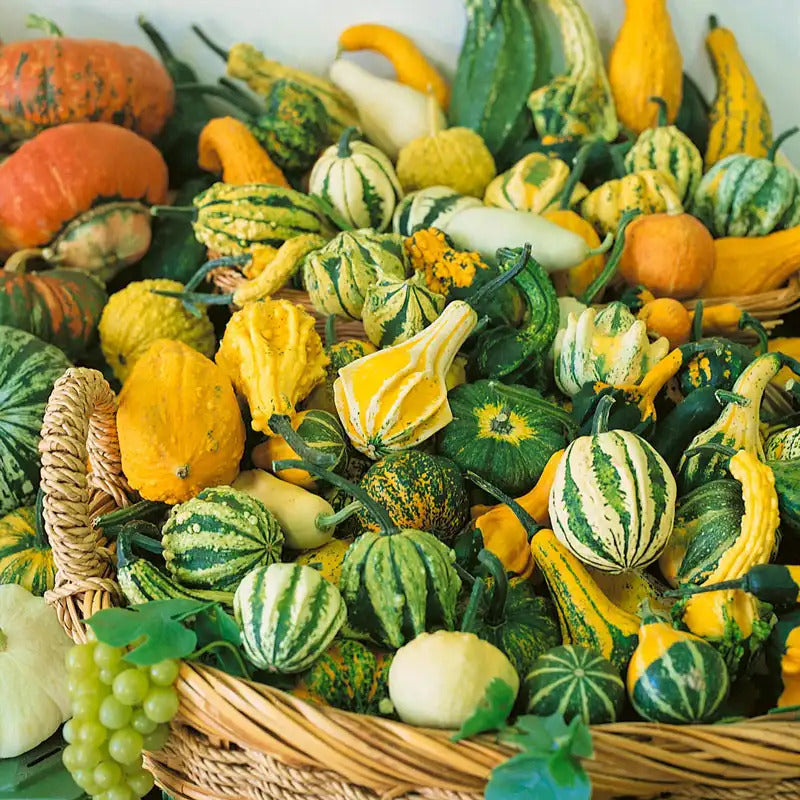 Thorn Gourd Seeds – Spiny Gourd
