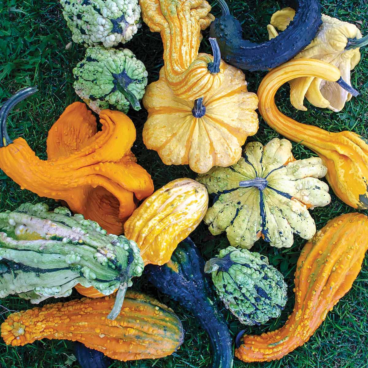 Thorn Gourd Seeds – Spiny Gourd
