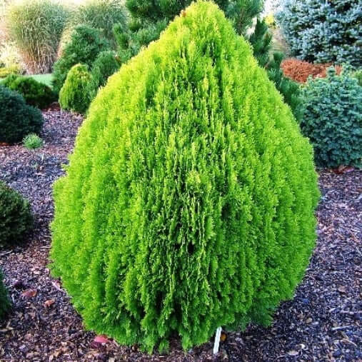 Thuja Tree Seeds - Flower Plant