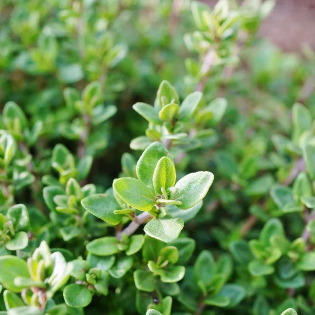 Thyme Seeds
