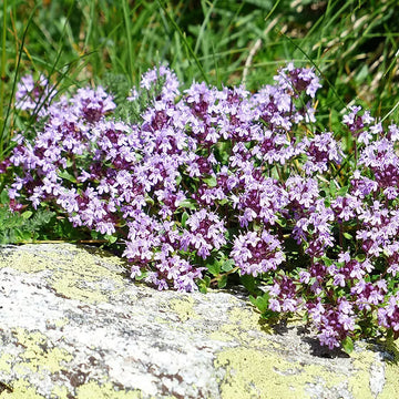 Thyme Seeds – Mother of Thyme