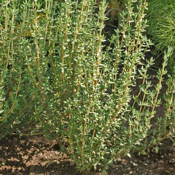 Thyme Seeds – Fragrantissimus