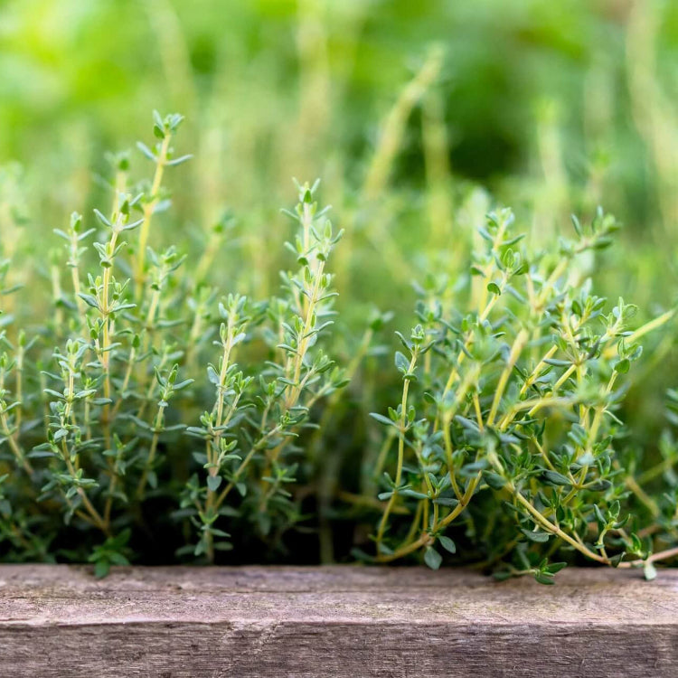 Thyme Seeds – Orange