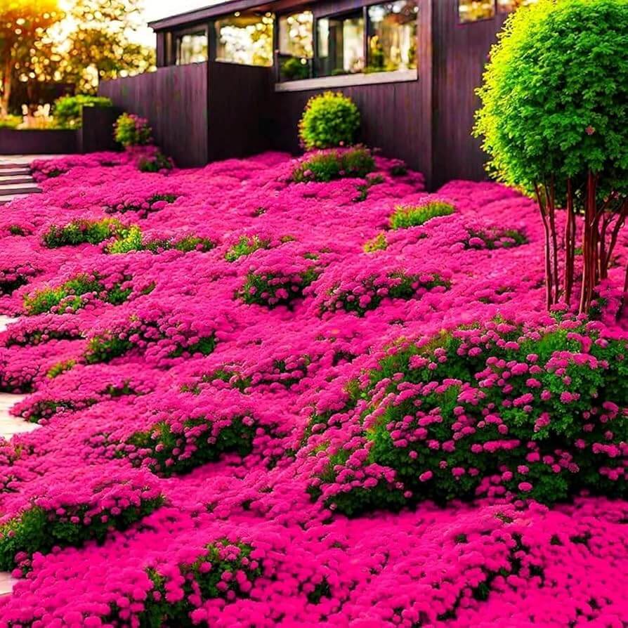 Thyme Seeds – Climbing