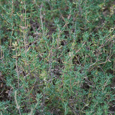 Thyme Seeds – Fragrantissimus