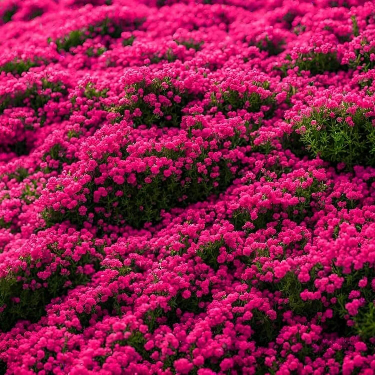 Thyme Seeds – Climbing