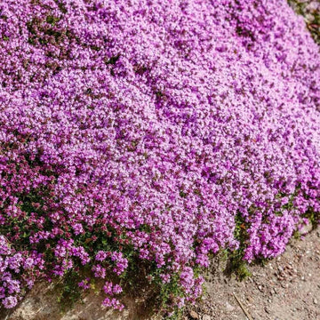 Thyme Seeds – Creeping
