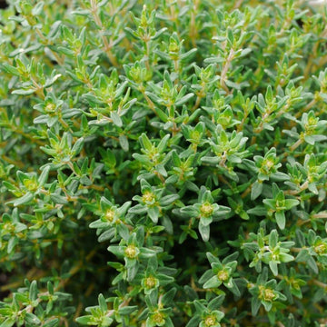 Thyme Seeds – Fragrantissimus