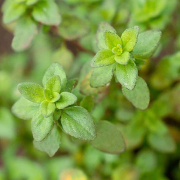 Thyme Seeds – Lemon 