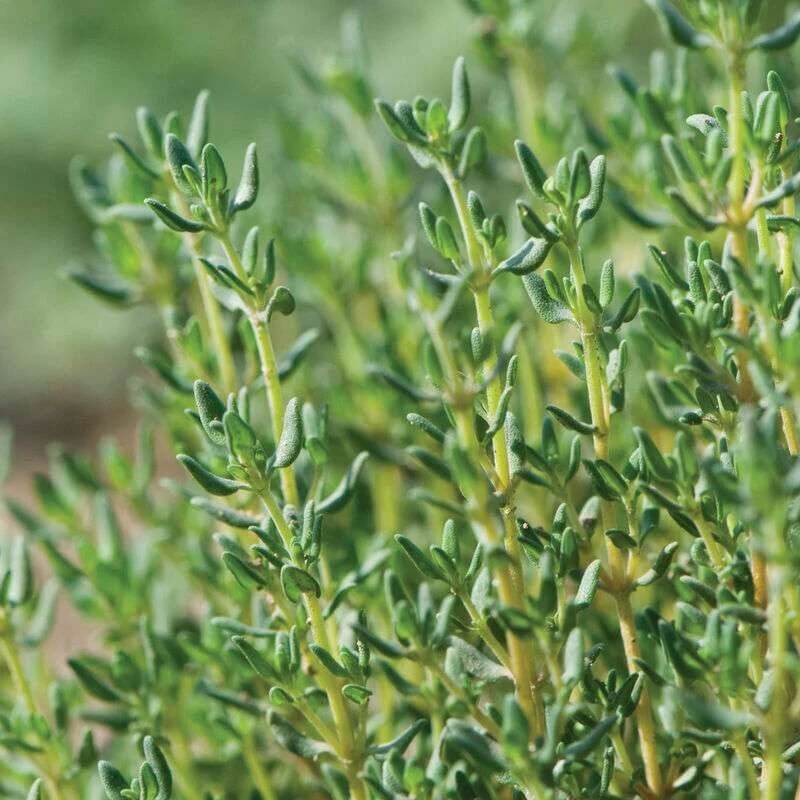 Thyme Seeds – Winter