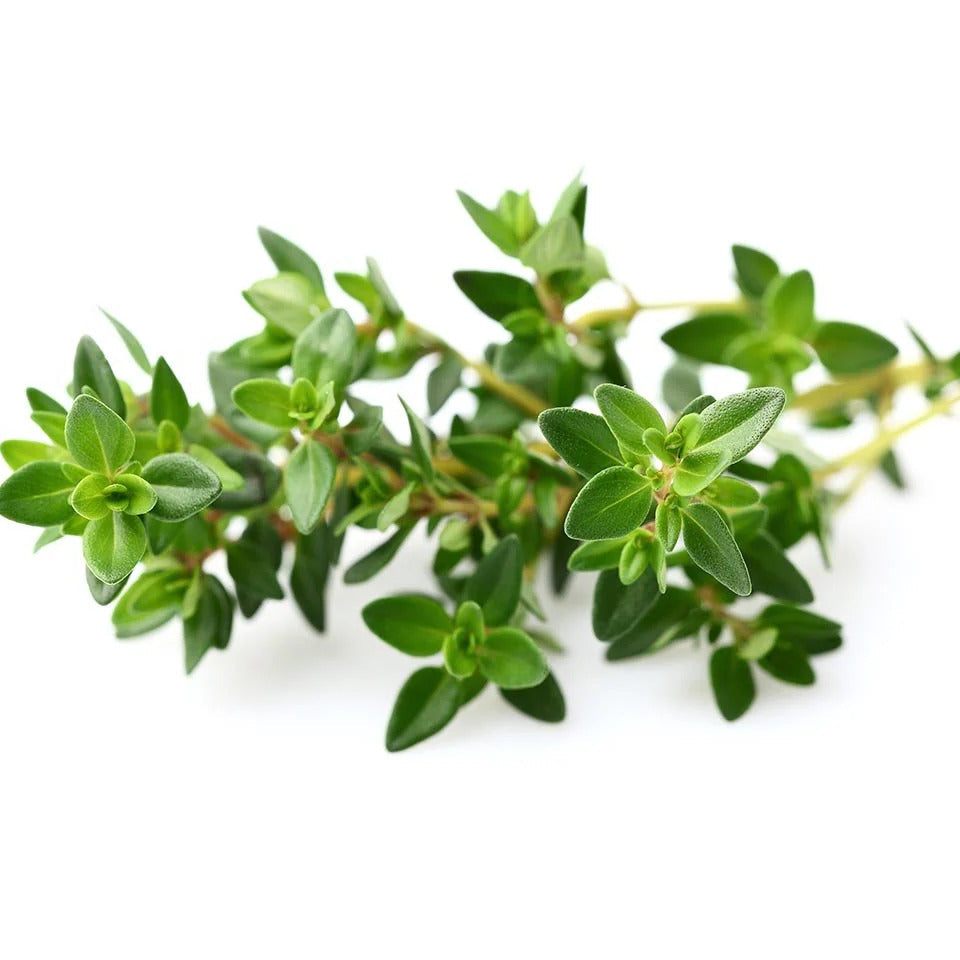 Thyme Seeds – Zitrone
