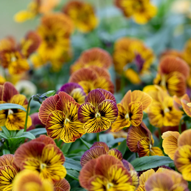 Tiger Eye Seeds – Unique Variegated Blooms