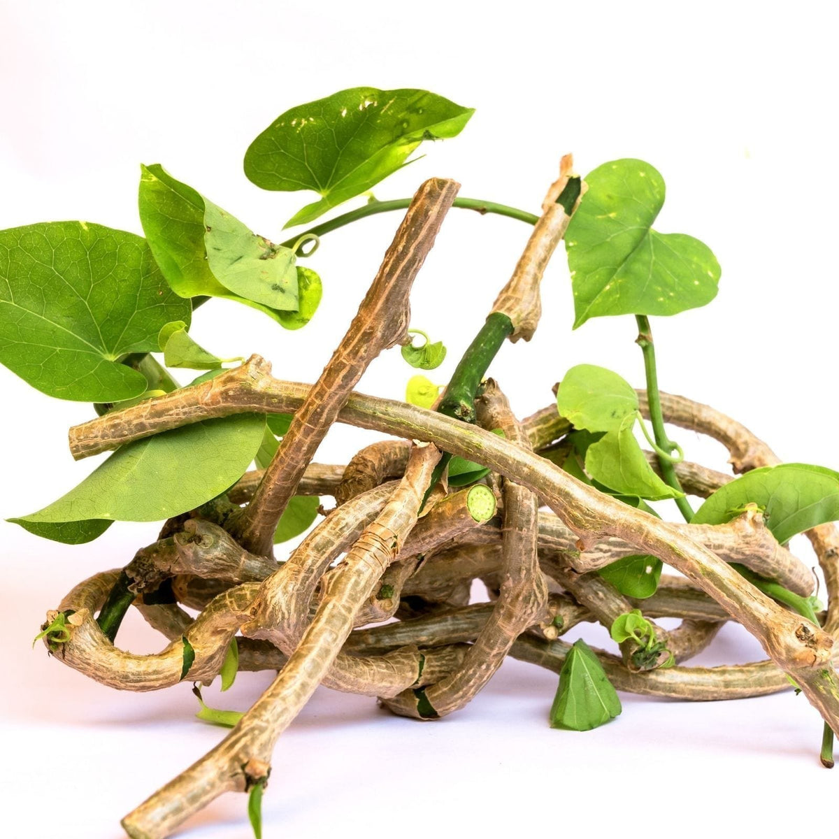 Tinospora Seeds

