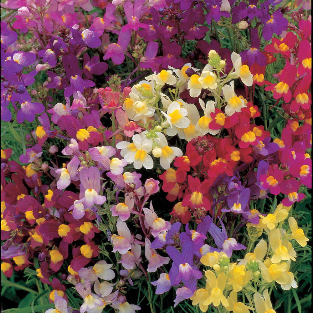 Toadflax Seeds – Annual Wild
