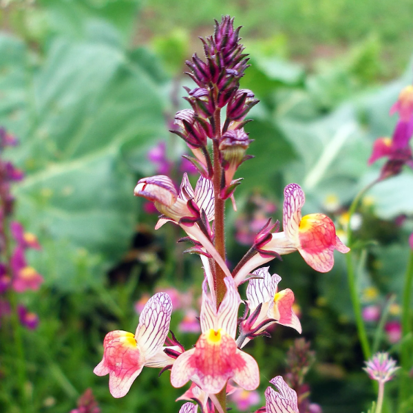 Toadflax Seeds – Annual Wild