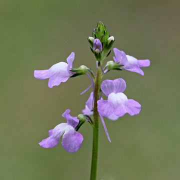 Toadflax Seeds – Blue Linaria Canadensis
