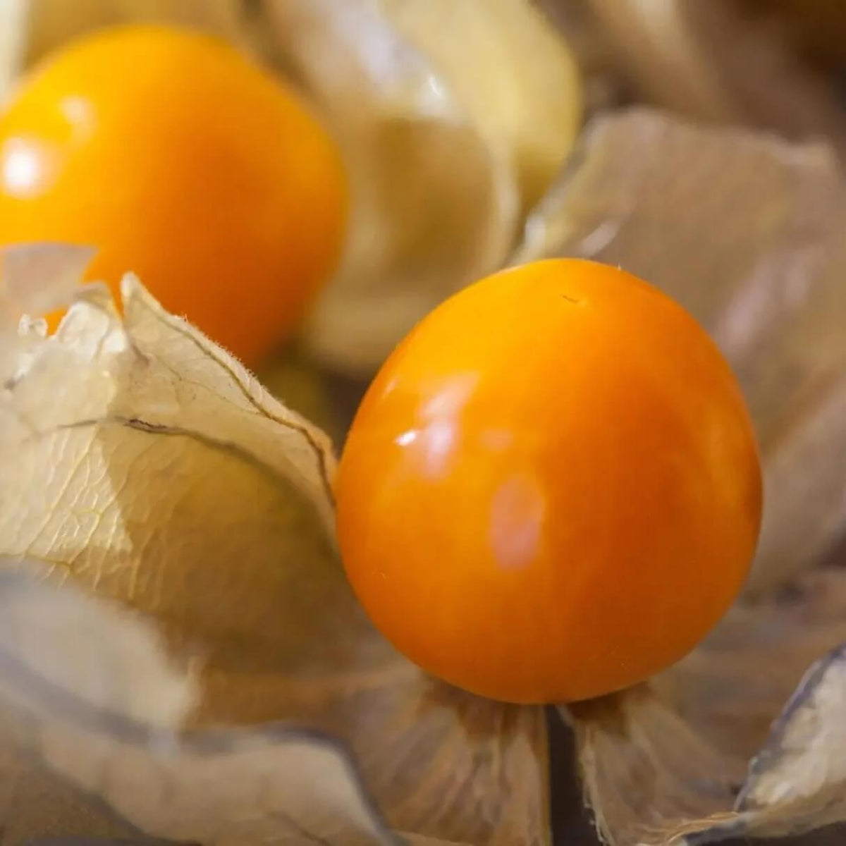 Tomatillo Seeds-Orange