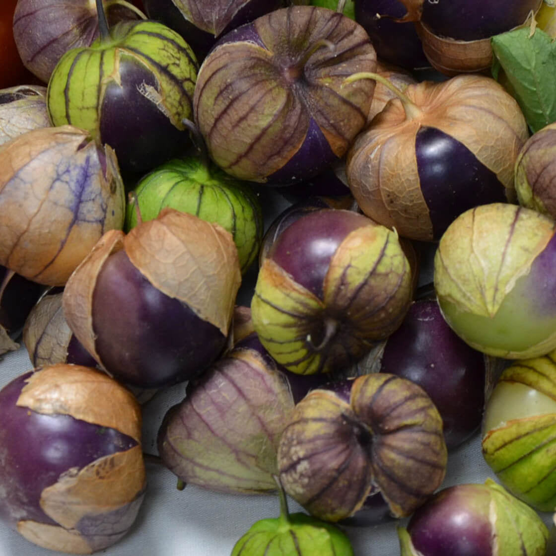 Tomatillo Seeds – Milpero Purple