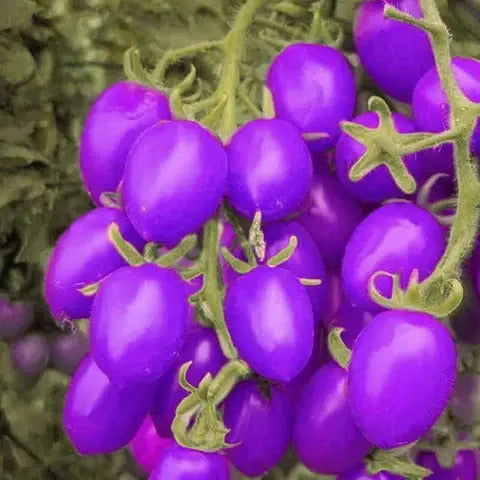 Tomato Seeds - Lavender