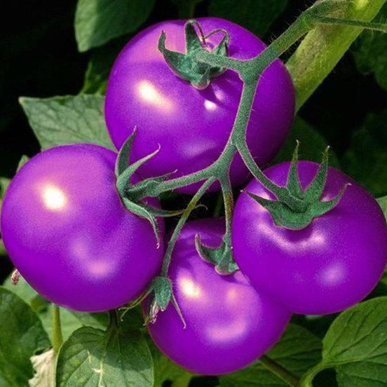 Tomato Seeds - Lavender