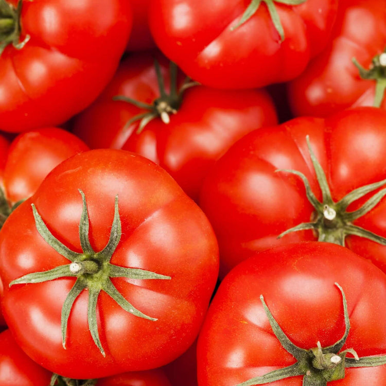 Tomato Seeds – ACE 55