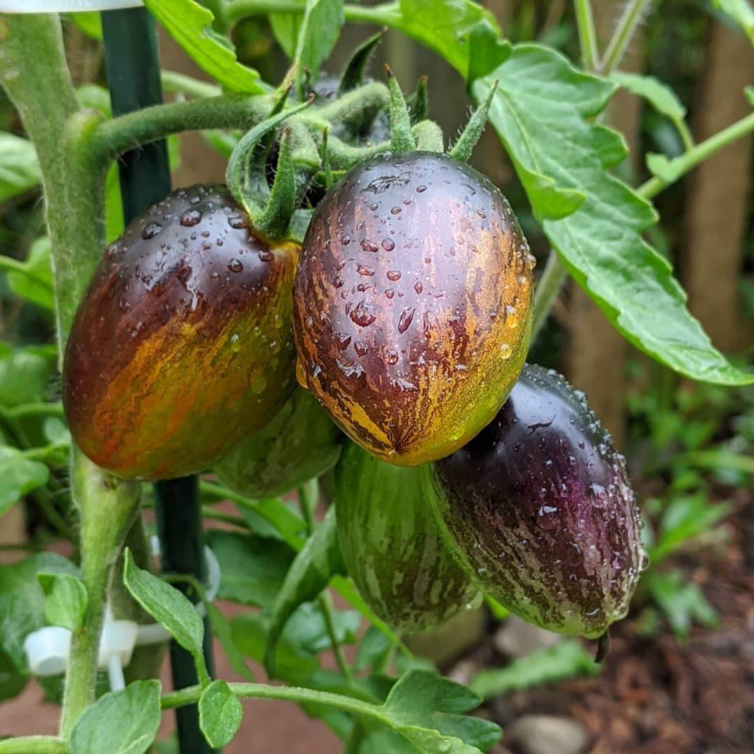 Tomato Seeds – Atomic Grape