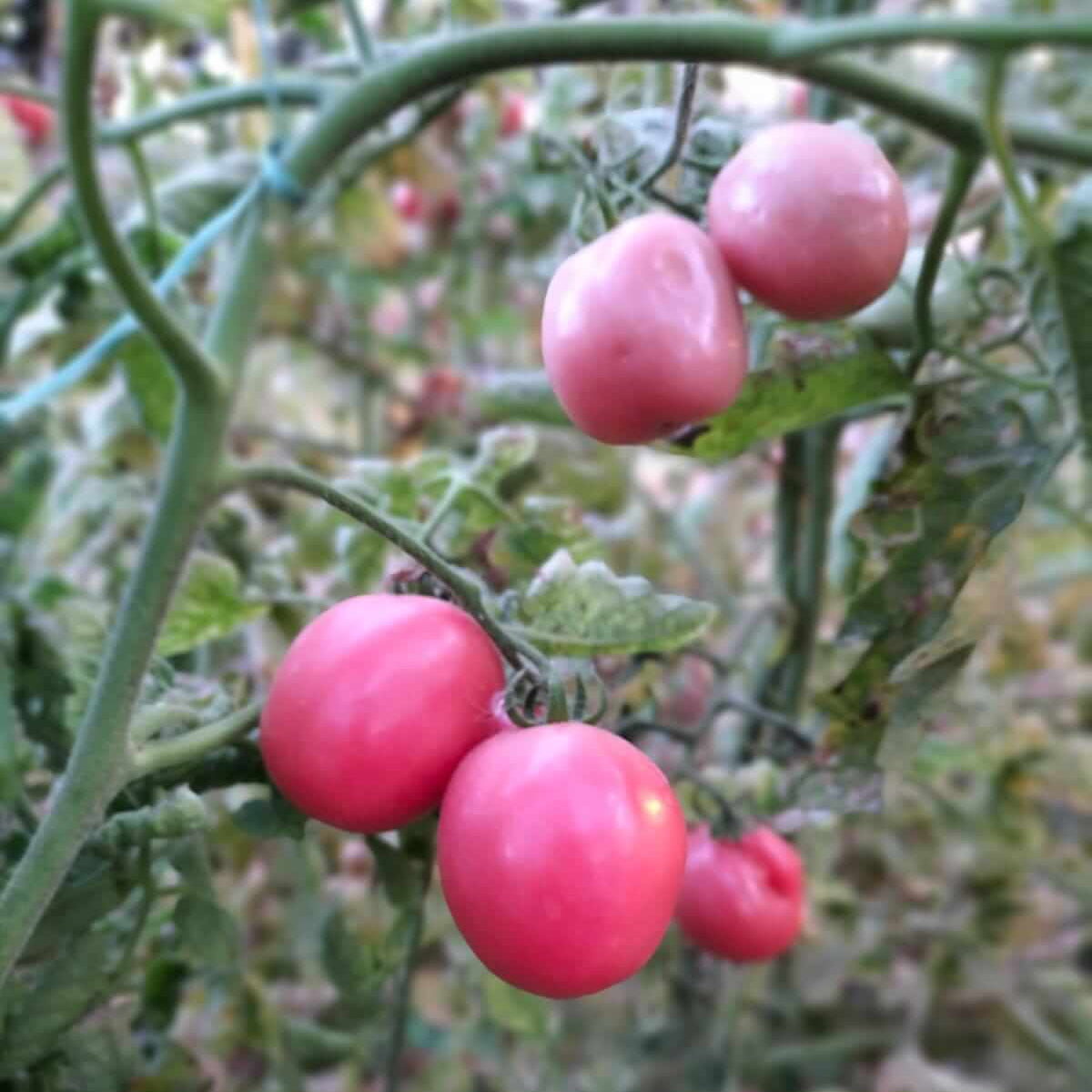Tomato Seeds – Baby Pink