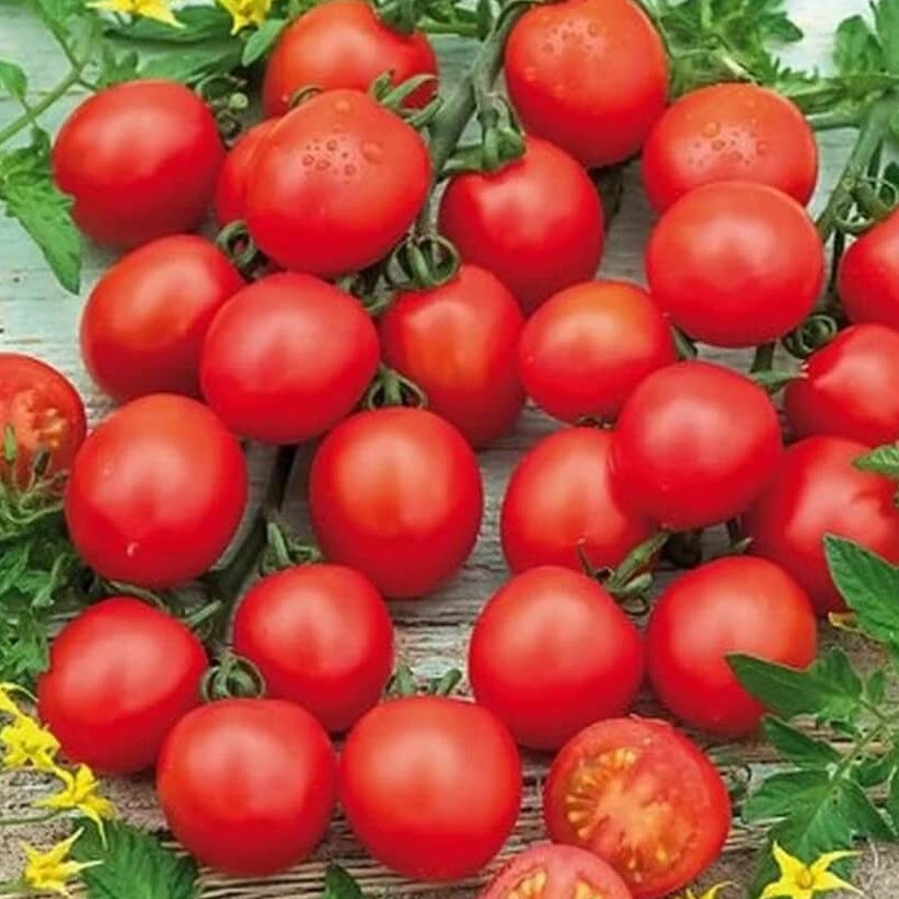 Tomato Seeds – Big Mama F1
