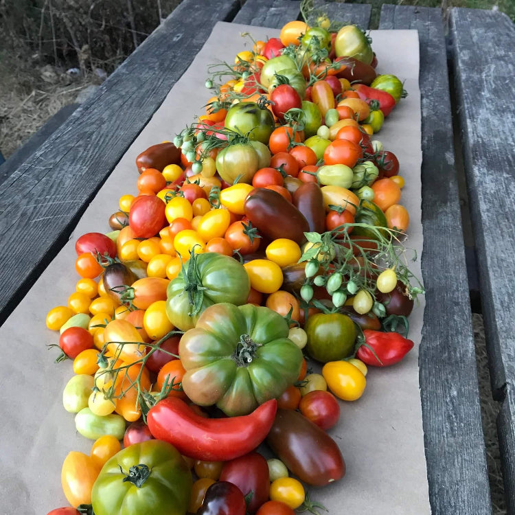 Tomato Seeds – Big Mixed Heirloom