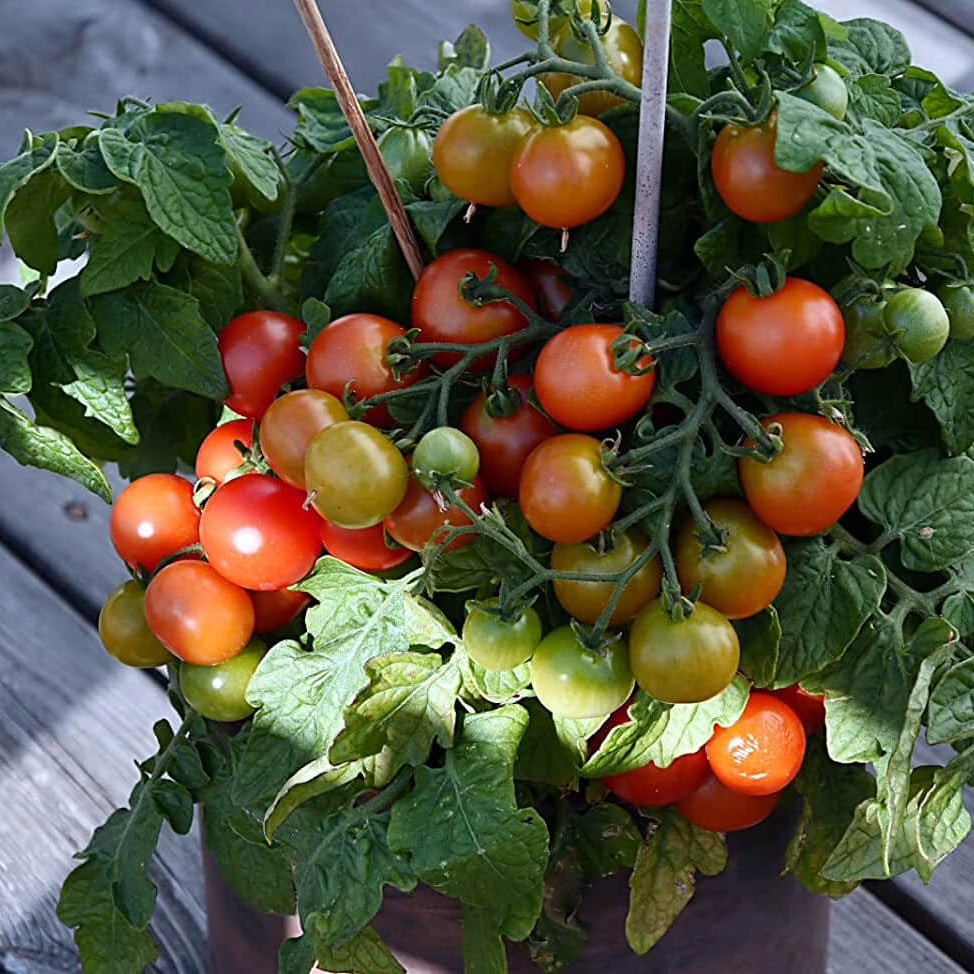 Tomato Seeds – Birdie Rouge Red Cherry