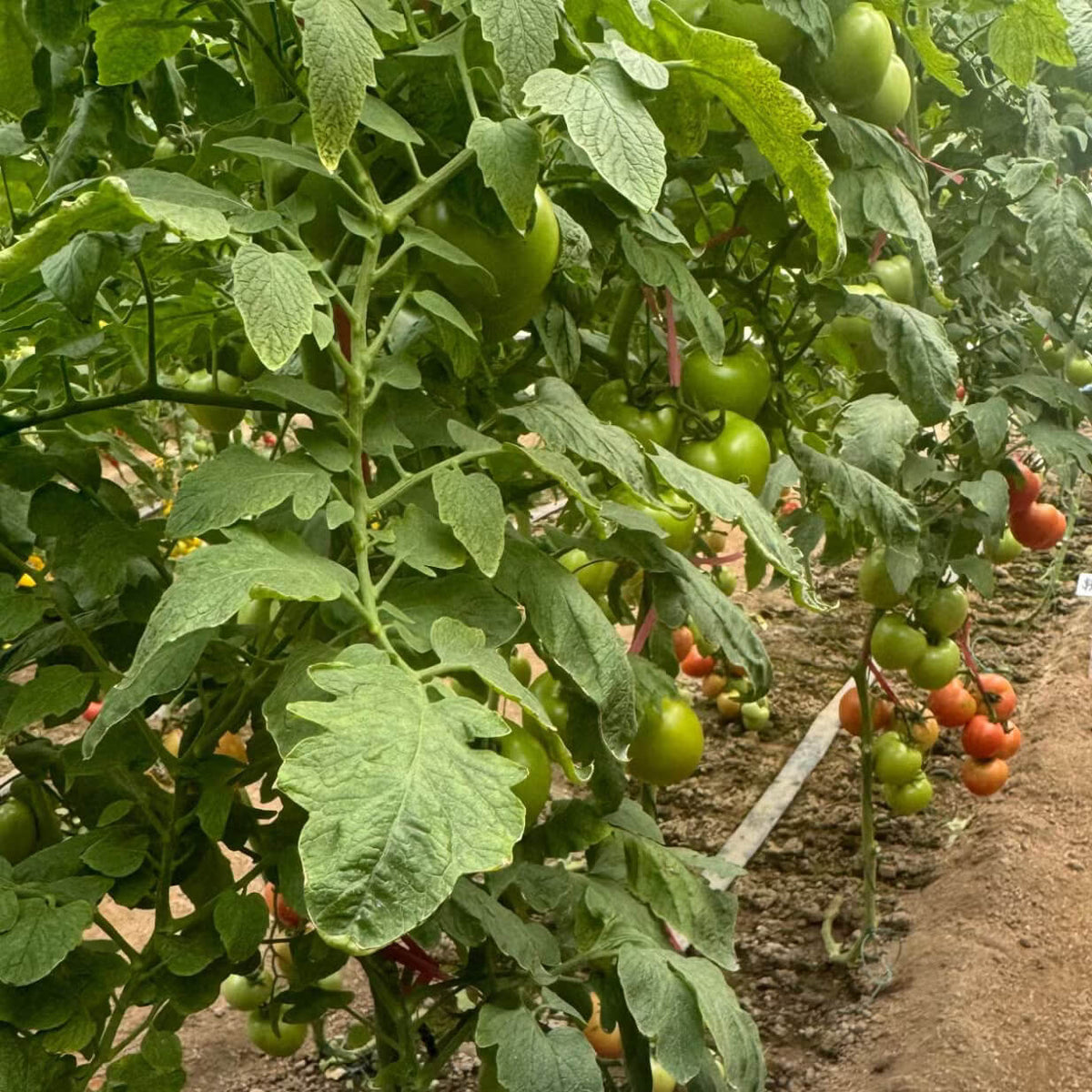 Tomato Seeds – Black Green