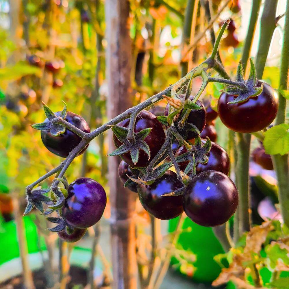 Tomato Seeds – Blue Indigo Rose