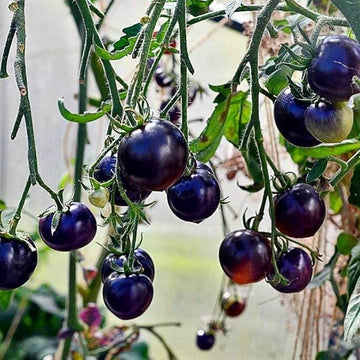 Tomato Seeds – Blue Indigo Rose