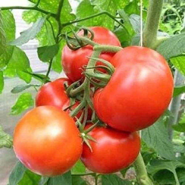 Tomato Seeds – Campbell's Soup