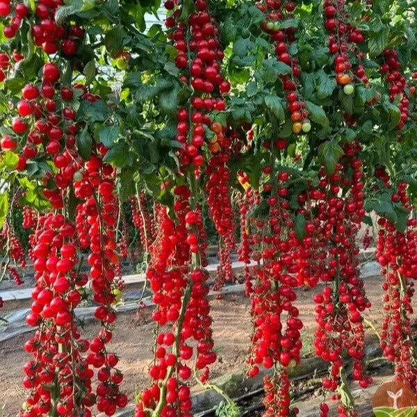 Tomato Seeds – Climbing Waterfall