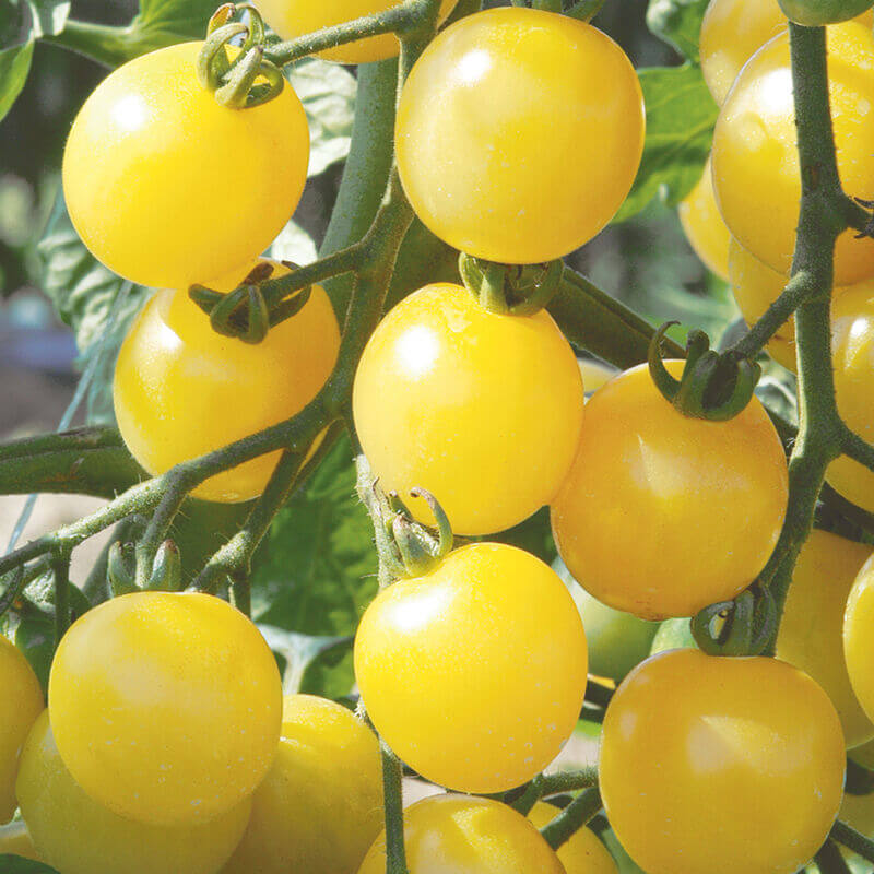 Tomato Seeds – Coyote
