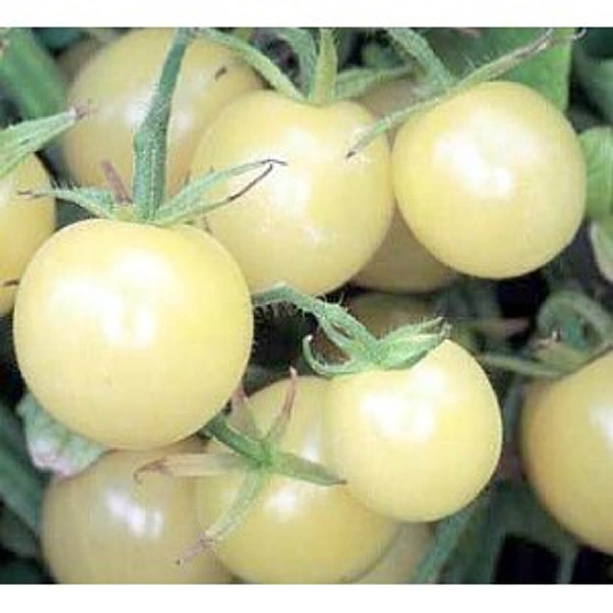 Tomato Seeds – Coyote
