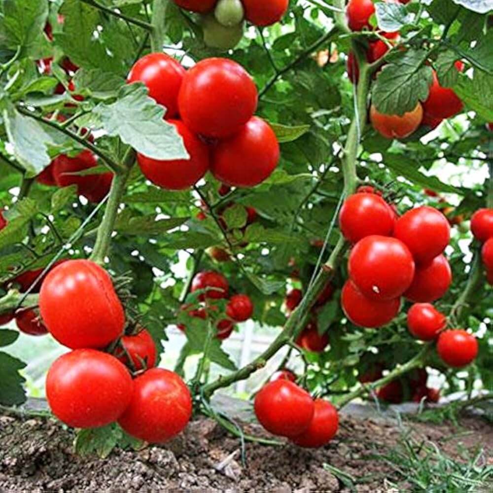 Tomato Seeds – Dar ZaVolzhzhya