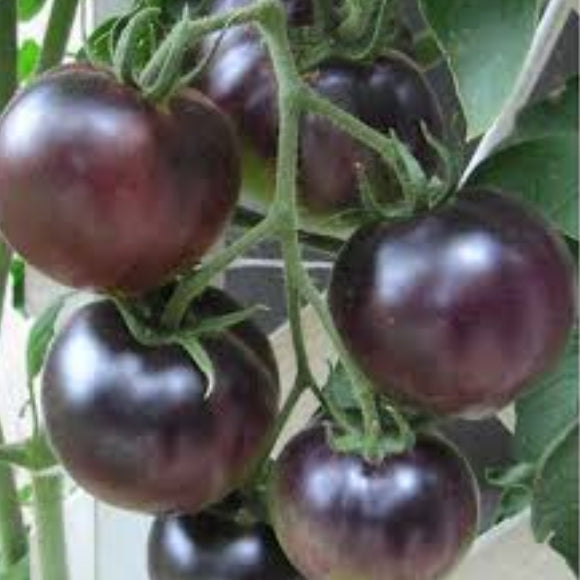 Tomato Seeds – Dark Violet