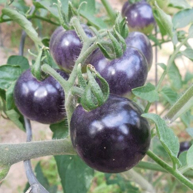 Tomato Seeds – Deep Violet