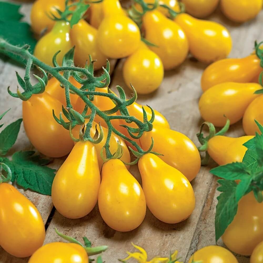 Tomato Seeds – Deep Yellow