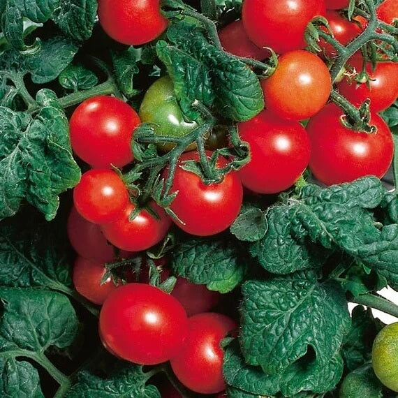 Tomato Seeds – Dwarf Red Robin