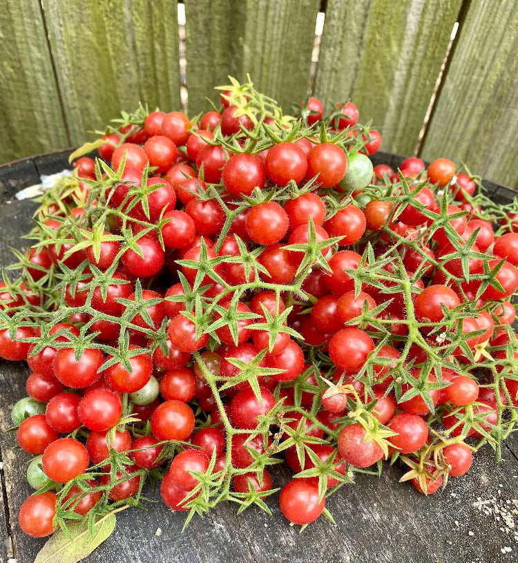 Tomato Seeds – Everglades