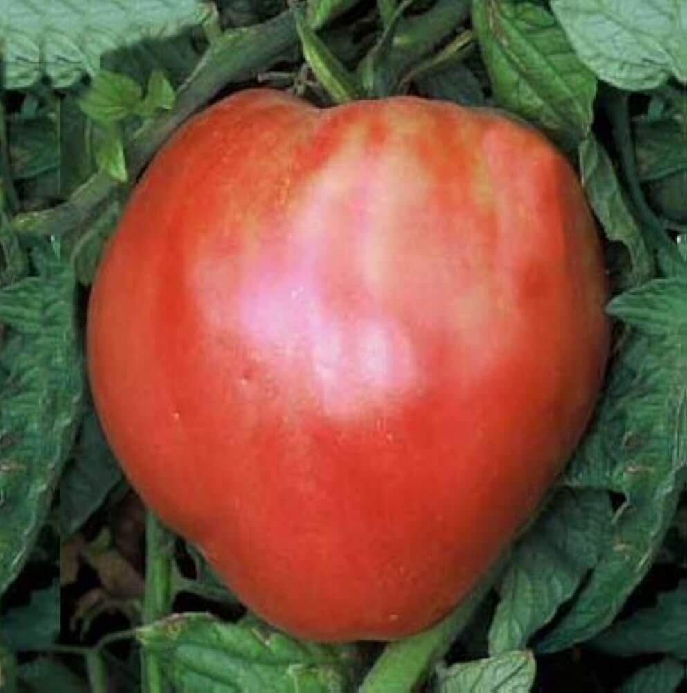 Tomato Seeds – Giant Red Oxheart
