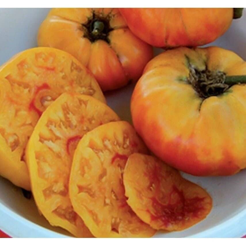Tomato Seeds – Gold Medal Yellow 