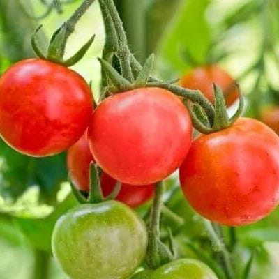 Tomato Seeds – Green & Red