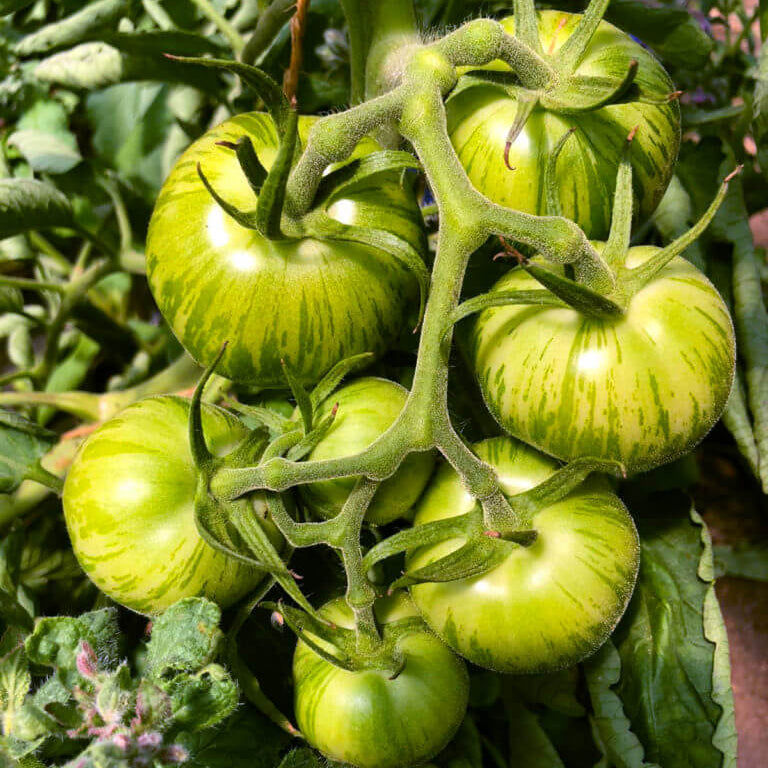 Tomato Seeds – Green White